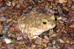 Petrified Forest National Park Wildlife Couch's Spade-foot Toad