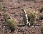 Petrified Forest National Park Wildlife Gunnison’s Prairie Dog