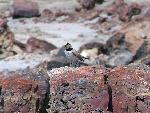Petrified Forest National Park Wildlife Horned Lark