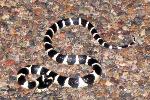 Petrified Forest National Park Wildlife Kingsnake