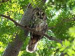 Petrified Forest National Park Wildlife Long-eared Owl