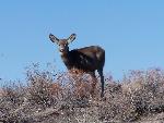 Petrified Forest National Park Wildlife Mule Deer