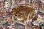 Petrified Forest National Park Wildlife New Mexico Spadefoot Toad