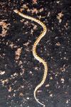 Petrified Forest National Park Wildlife Night Snake
