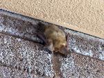 Petrified Forest National Park Wildlife Pallid Bat