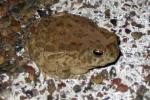 Petrified Forest National Park Wildlife Plains Toad