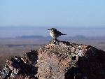 Petrified Forest National Park Wildlife Rock Wren
