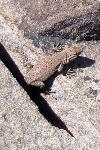 Petrified Forest National Park Wildlife Side-blotch Lizard
