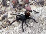 Petrified Forest National Park Wildlife Tarantula