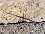 Petrified Forest National Park Wildlife Walking Stick Insect 