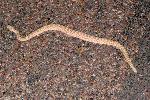 Petrified Forest National Park Wildlife Western Rattlesnake