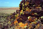 Petrified Forest National Wilderness Area Pilot Rock
