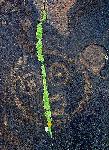 Petroglyph with Lichen