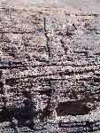 Petrified Insect Borings