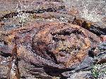 Petrified Knot