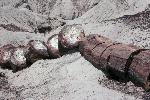 Petrified Log, Crystal Forest