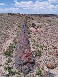 Petrified Log, Long Logs