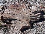 Petrified Wood Chunk, Petrified Forest National Park