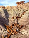 Petrified logs, Blue Mesa