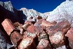 Petrified wood, Blue Mesa, Petrified Forest National Park
