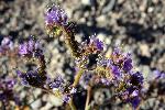 Phacelia spp. phacelia, scorpion weed