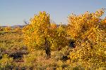 Populus spp. cottonwood 