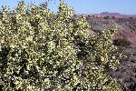 Purshia stansburiana, cliffrose