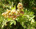 Rhus trilobata, skunkbush