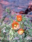 Sphaeralcea spp. Globemallow
