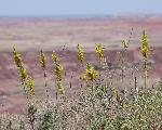 Stanleya pinnata, princeplume
