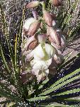Yucca baccata, banana yucca