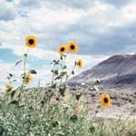 Image of sunflowers and badlands