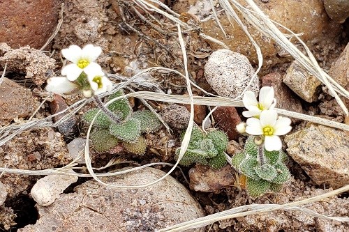 Tiny plants with four-petaled white flowers growing in gravel.