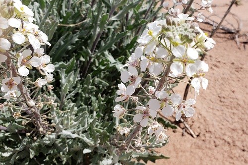 Cluster of white flowers with small green leaves and sand in the backgground
