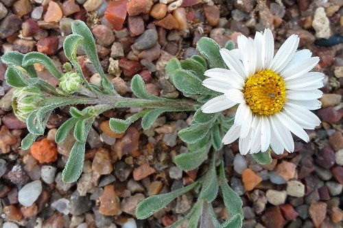 White daisy with sprawling fuzzy stems and leaves.