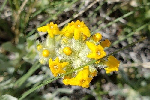 Flower cluster of Yellow Catseye (Oreocarya flava)