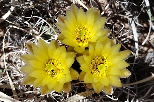 Translucent butter yellow flowers on cactus