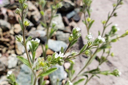 Many slender green stems, small leaves, tiny white flowers