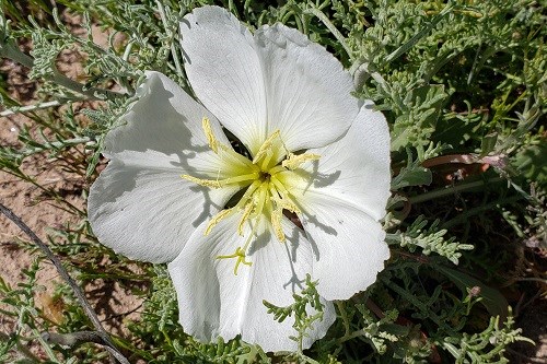Large white four-petaled flower with a very small plant.