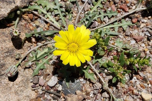 Low lying rosette and yellow flower of Desert Dandelion (Malacothrix sonchoides)