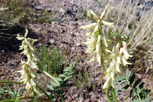 Multiple cream colored flower spikes with foliage in the background