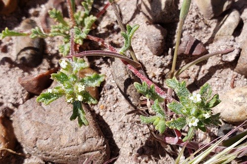 Small spreading plant with reddish stems and tiny white flowers, gravel background