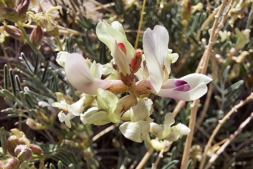 The white to purplish flowers of Yellow Milkvetch (Astragalus flavus)