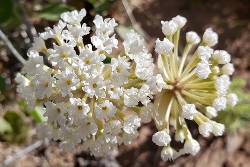 Many narrow tubular white flowers in spherical clusters
