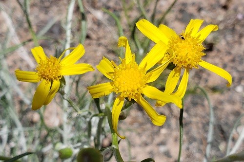 Yellow flowers of Threadleaf Groundsel (Senecio flaccidus)