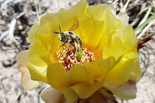 Yellow prickly pear blossom with bee