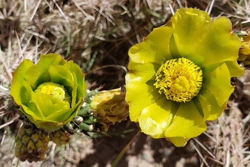 Yellow-green cactus flowers with spines in the background