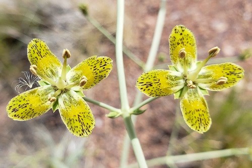 Four petaled yellow-green flowers against stems and foliage in the background