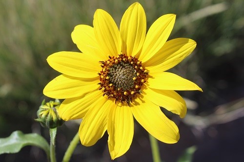 Smaller sunflower with gold ray flowers and brown disk.