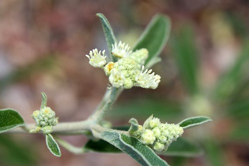 White flowers and greyish leaves of Croton texensis Doveweed